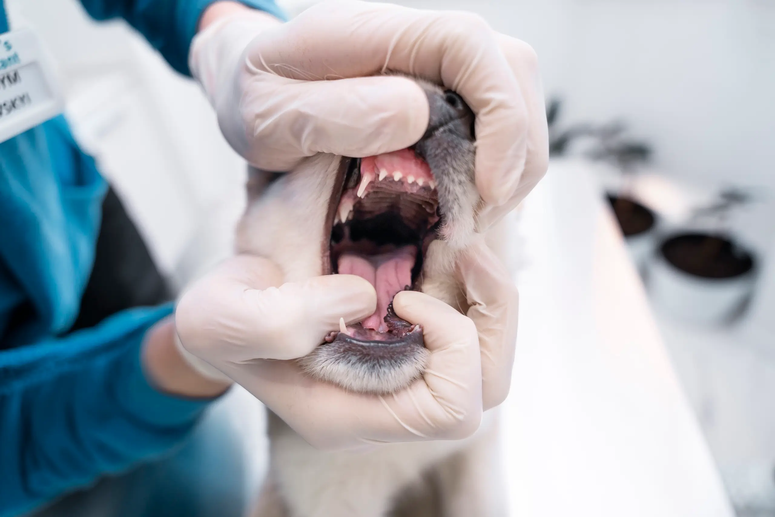 Dentální hygiena psů ultrazvukem